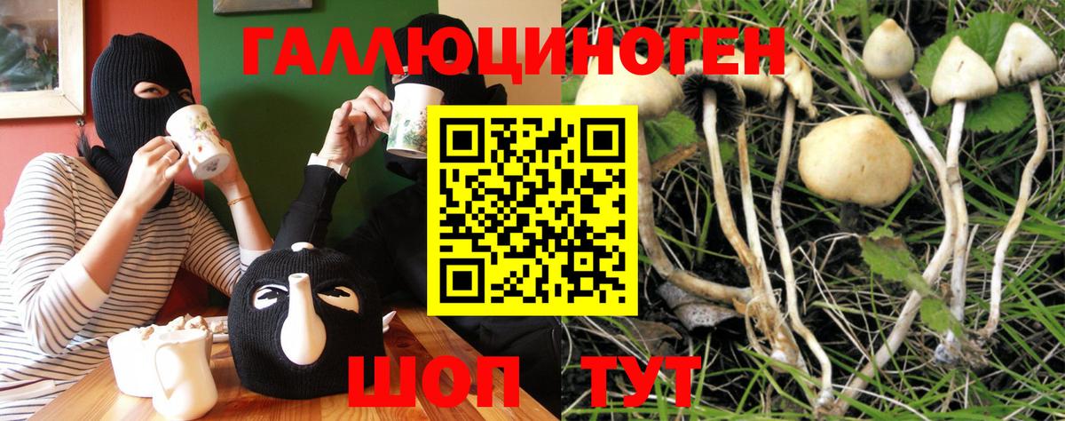Галлюциногенные грибы прущие грибы Дербент